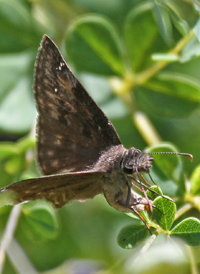 Wild Indigo Duskywing